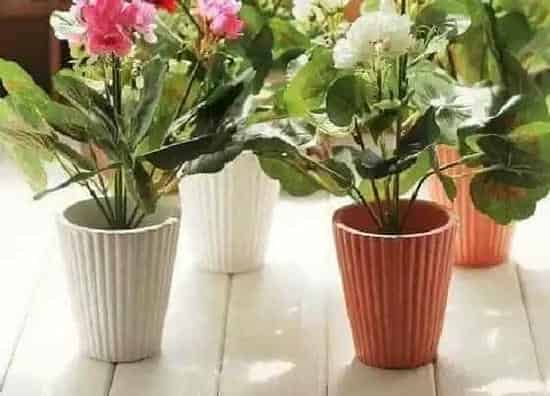 植物价格|海棠花多少钱一盆