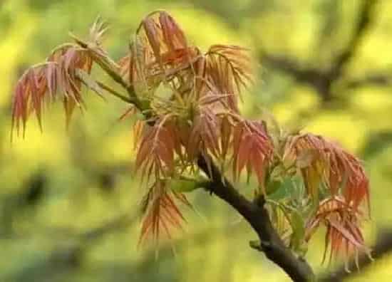 植物百科|香椿有籽吗