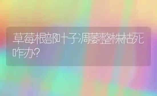 草莓根部叶子凋萎整株枯死咋办？ | 瓜果种植