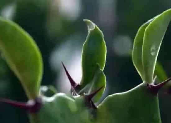 养殖方法|巴西龙骨的养殖方法和注意事项有哪些