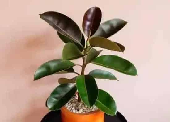 植物移栽|橡皮树什么时候换盆好