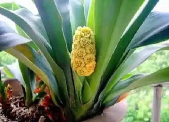 植物百科|万年青开花吗 开的花什么样子