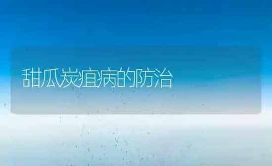 甜瓜炭疽病的防治 | 瓜果种植