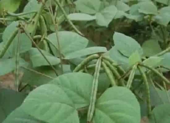 功效常识|红小豆的功效与作用