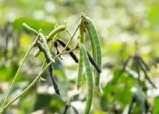 植物施肥|绿豆底肥放什么肥好，底肥施用方法）