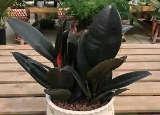 植物移栽|橡皮树什么时候换盆好