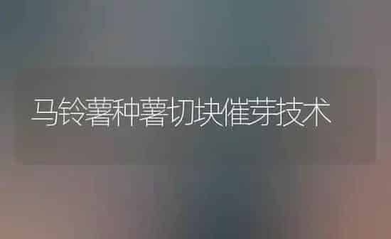 马铃薯种薯切块催芽技术 | 粮油作物种植