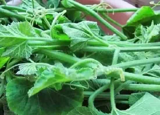 不开花|南瓜为什么不开花