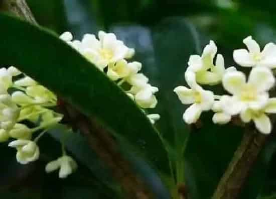 植物百科|桂花树能活多少年 寿命多长时间