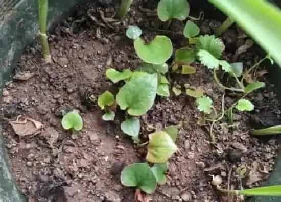 植物百科|折耳根是什么季节的菜