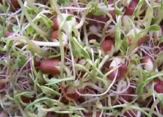 功效常识|红小豆的功效与作用