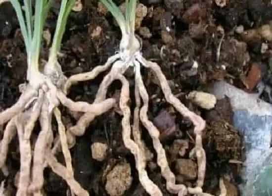 种植土壤|兰花土可以种多肉吗