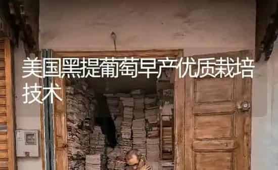 美国黑提葡萄早产优质栽培技术 | 瓜果种植