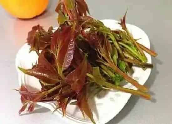 植物百科|香椿有籽吗