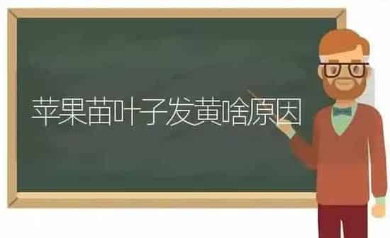 苹果苗叶子发黄啥原因 | 瓜果种植