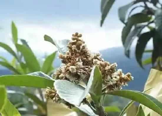 果实科普|枇杷多久开花结果 种植多长时间能开花结果