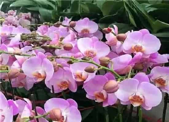 冬天植物|蝴蝶兰几度入室