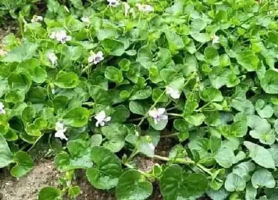 植物移栽|天门冬怎么分盆分株 分株繁殖方法