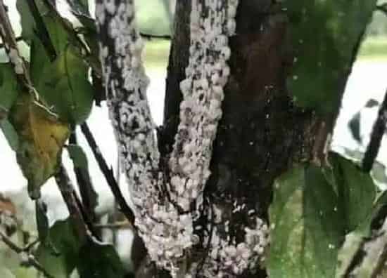植物虫害|紫薇病虫害防治技术与方法措施