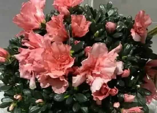 花朵|杜鹃花的特点