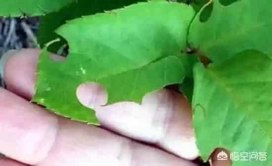 养殖科普|被叶蜂咬过的月季枝干怎么办（月季茎蜂叮过枝条要剪掉吗）