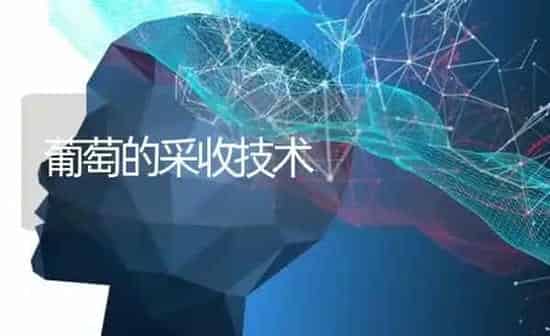 葡萄的采收技术 | 瓜果种植