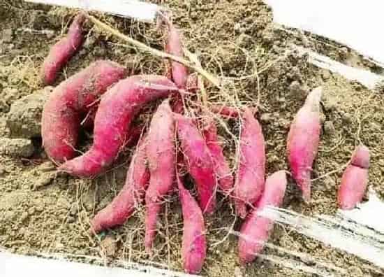 种植方法|东北地瓜种植时间和方法