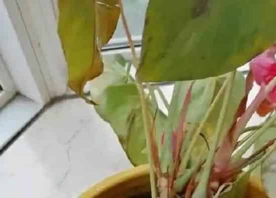 叶子干枯|如意皇后叶尖干枯怎么办