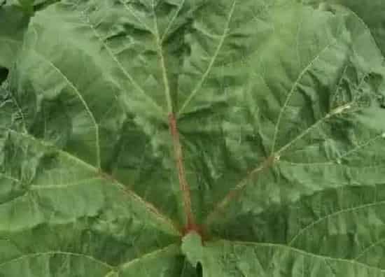 植物病害|秋葵病毒病症状与防治方法