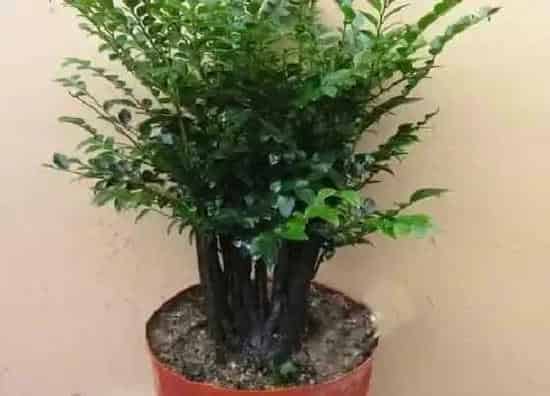 植物施肥|黑骨香施什么肥最好