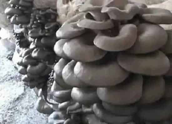 种植管理|玉米芯种植平菇技术全过程资料,玉米芯生料栽培平菇)