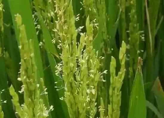植物百科|水稻是单子叶植物还是双子叶植物（水稻属于什么植物类型）