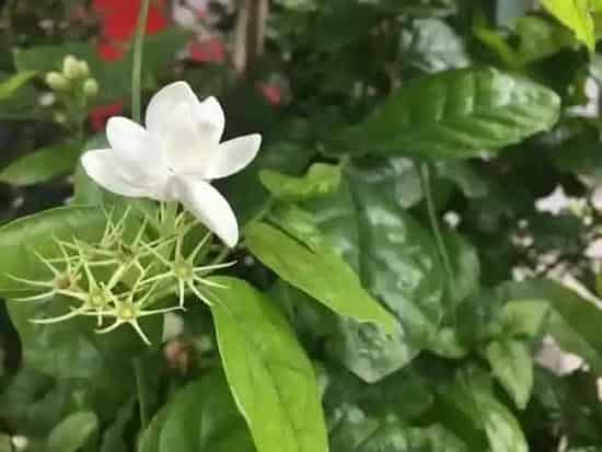 生长环境|茉莉花适合种在什么地方（茉莉花种植在哪里最好）