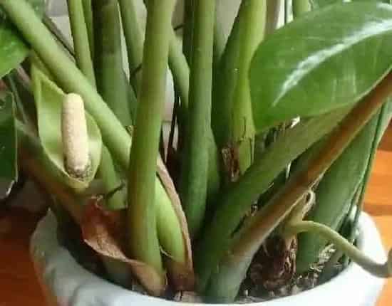 植物百科|金钱树会开花吗 开花的颜色与样子