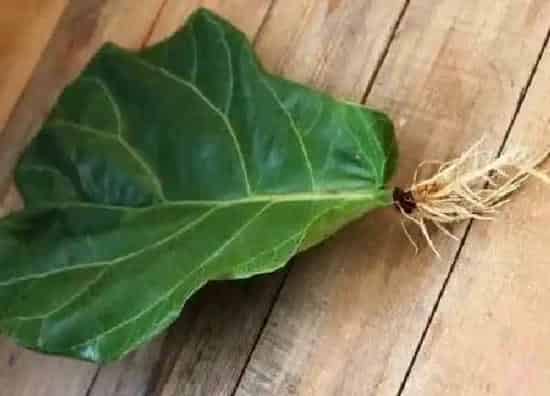 植物扦插|琴叶榕可以扦插吗