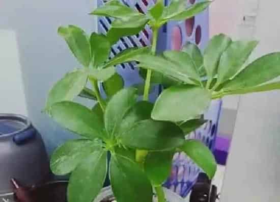 植物浇水|鸭掌木几天浇一次水 春夏秋冬各不同