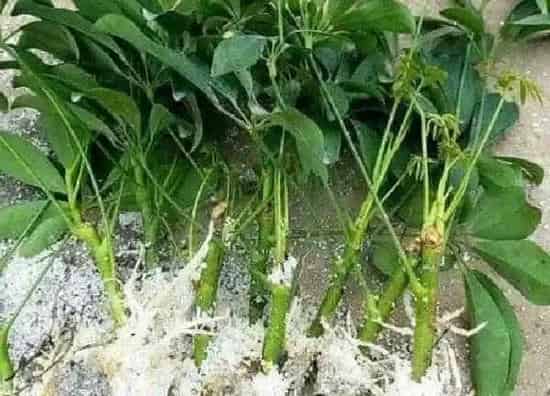 植物扦插|琴叶榕可以扦插吗