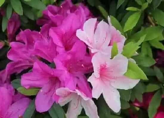 花朵|杜鹃花的特点