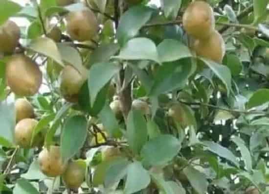 种子|茶叶树会结籽吗