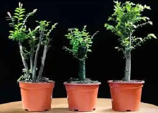 植物施肥|黑骨香施什么肥最好