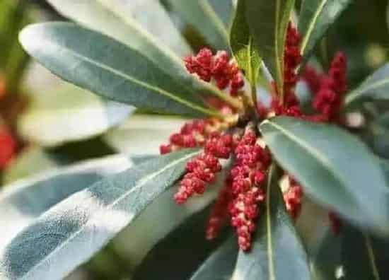 开花时间|杨梅什么时候开花 开花时间是几月份