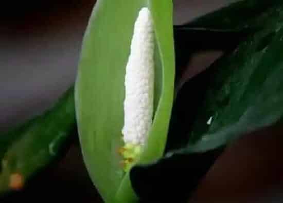 植物百科|万年青开花吗 开的花什么样子