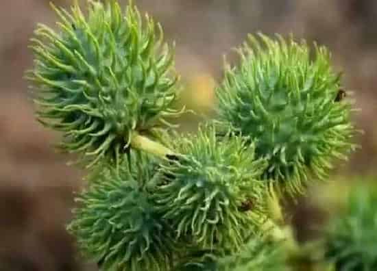 植物种类|中国八大剧毒植物名称及图片（剧毒植物排行榜前十）