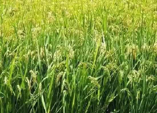 植物价格|水稻2022年行情预测（2022年水稻价格变动趋势）