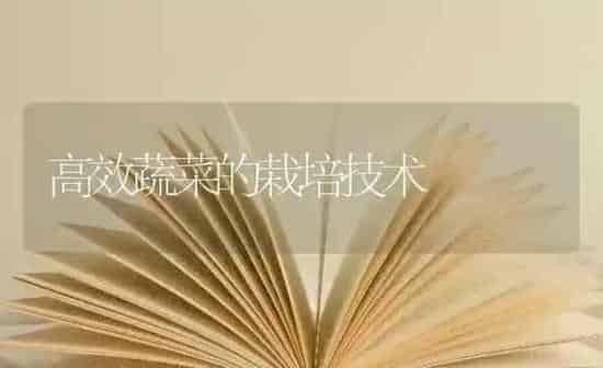高效蔬菜的栽培技术 | 蔬菜种植