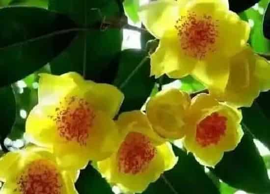 掉叶子|金花茶掉叶子怎么办