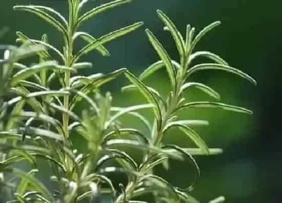 植物施肥|迷迭香施什么肥最好