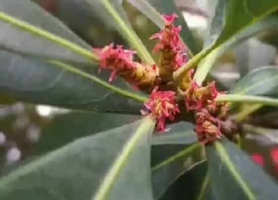 开花时间|杨梅什么时候开花 开花时间是几月份