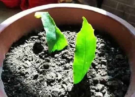 养殖方法|小叶昙花怎么养才能开花多