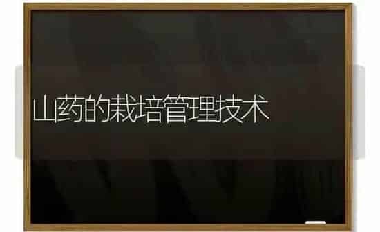 大棚西红柿晚疫病防治技术 | 蔬菜种植
